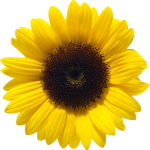 sunflower- Find Hope in Sarcoma Treatment